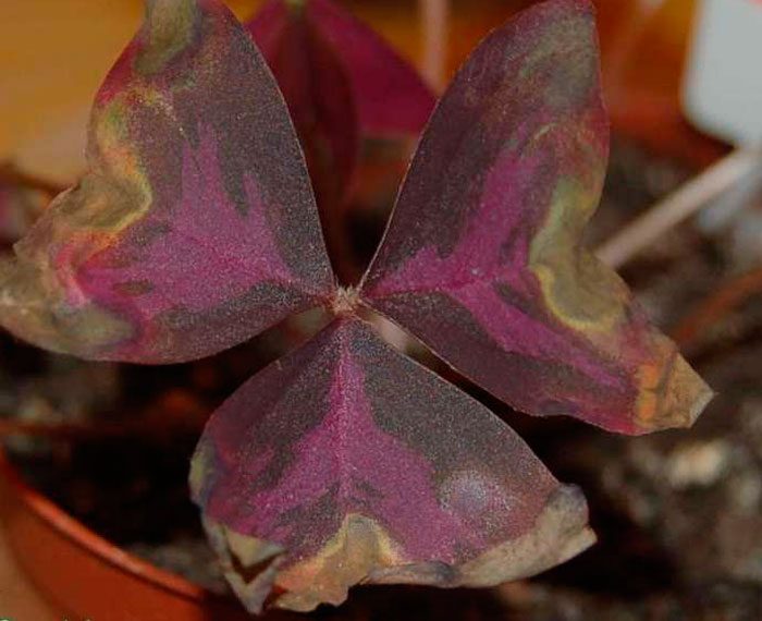 Рисунок - Кислица (Оксалис) Рисунок - Кислица (Оксалис)