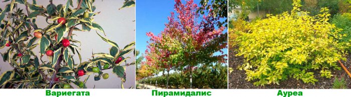 Рисунок - Кизил Рисунок - Кизил
