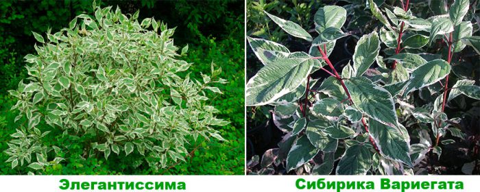 Рисунок - Кизил Рисунок - Кизил