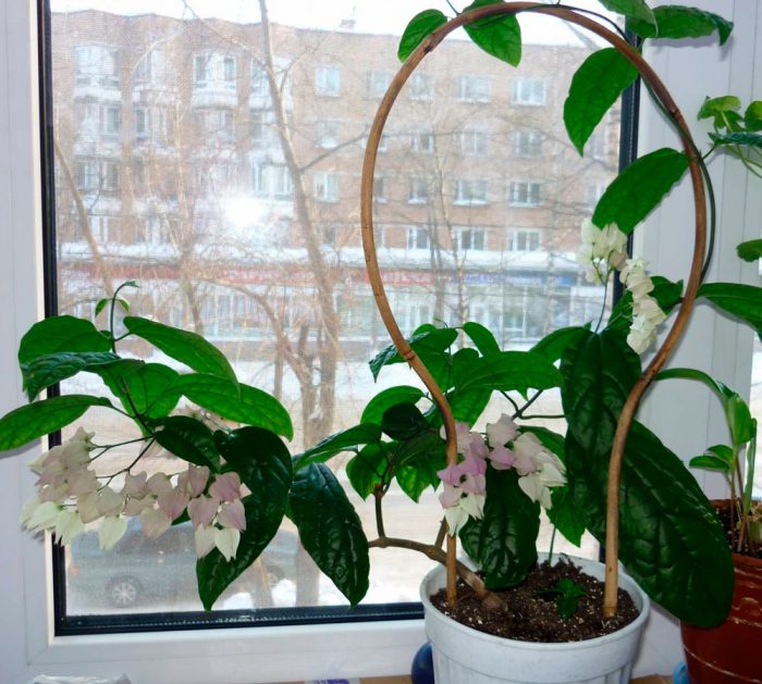 Рисунок - Клеродендрум Рисунок - Клеродендрум