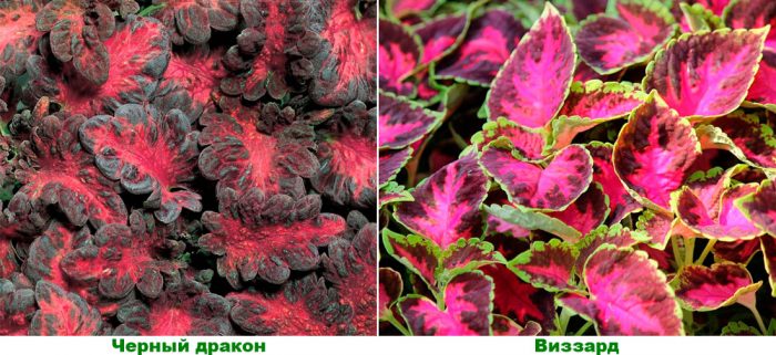 Рисунок - Колеус Рисунок - Колеус