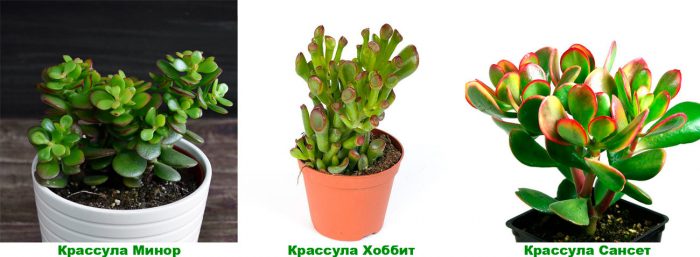 Рисунок - Крассула Рисунок - Крассула