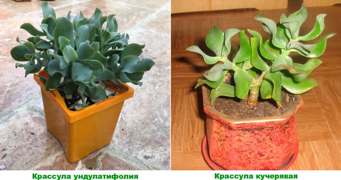 Рисунок - Крассула Рисунок - Крассула
