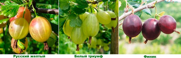 Рисунок - Крыжовник Рисунок - Крыжовник