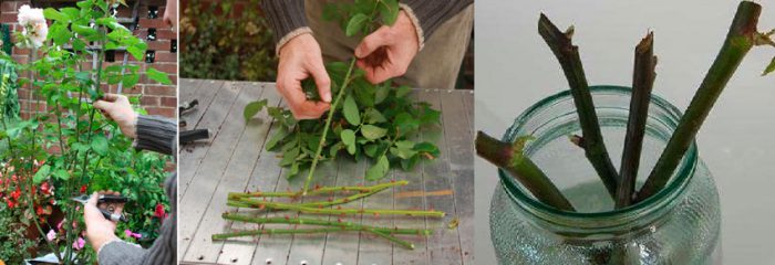 Рисунок - Кустовые розы Рисунок - Кустовые розы