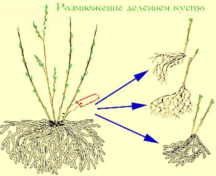 Рисунок - Кустовые розы Рисунок - Кустовые розы