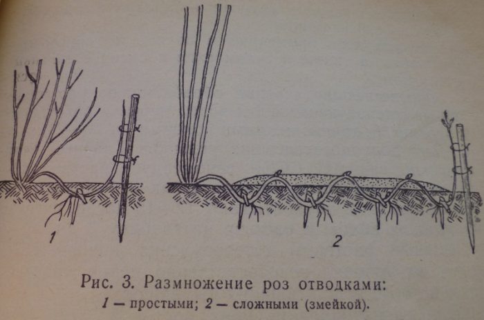 Рисунок - Кустовые розы Рисунок - Кустовые розы