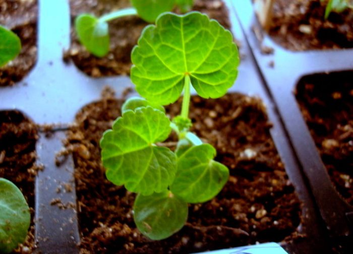 Рисунок - Лаватера Рисунок - Лаватера