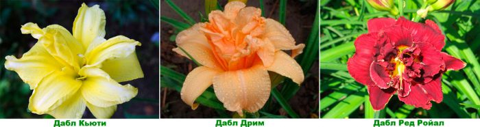 Рисунок - Лилейник Рисунок - Лилейник