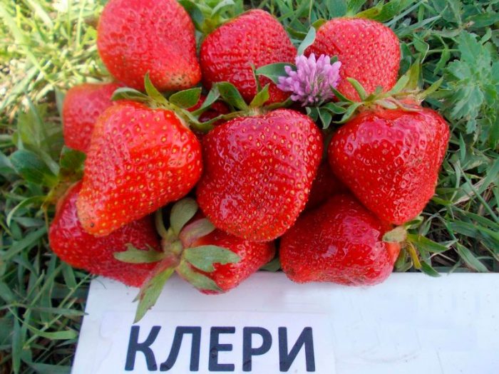 Рисунок - Лучшие сорта клубники: фото и описание