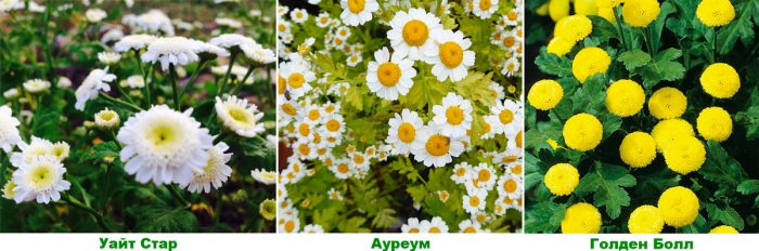 Рисунок - Матрикария Рисунок - Матрикария