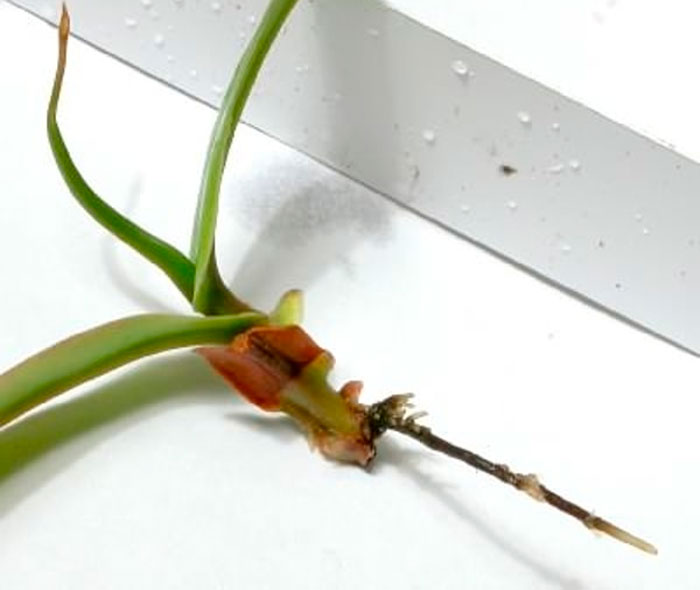 Рисунок - Непентес Рисунок - Непентес