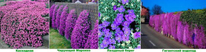 Рисунок - Обриета (аубреция) Рисунок - Обриета (аубреция)
