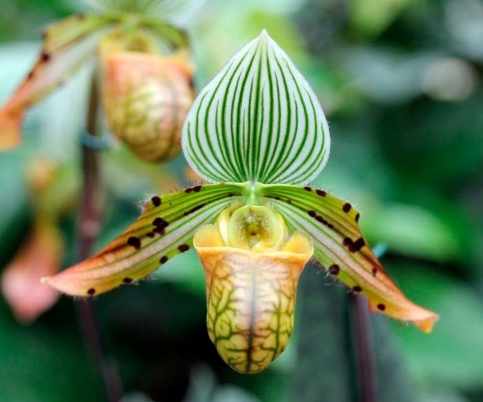 Рисунок - Орхидея пафиопедилум Рисунок - Орхидея пафиопедилум
