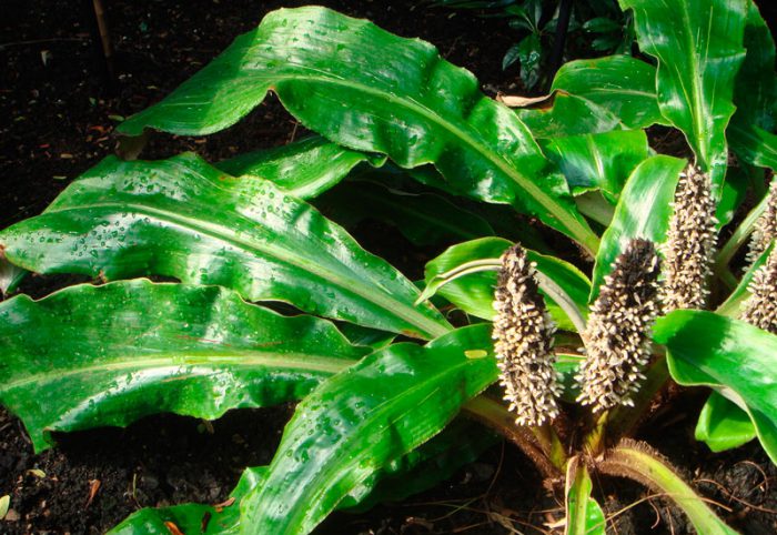 Рисунок - Палисота Рисунок - Палисота