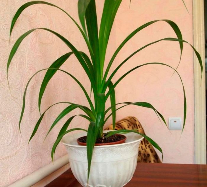 Рисунок - Панданус Рисунок - Панданус