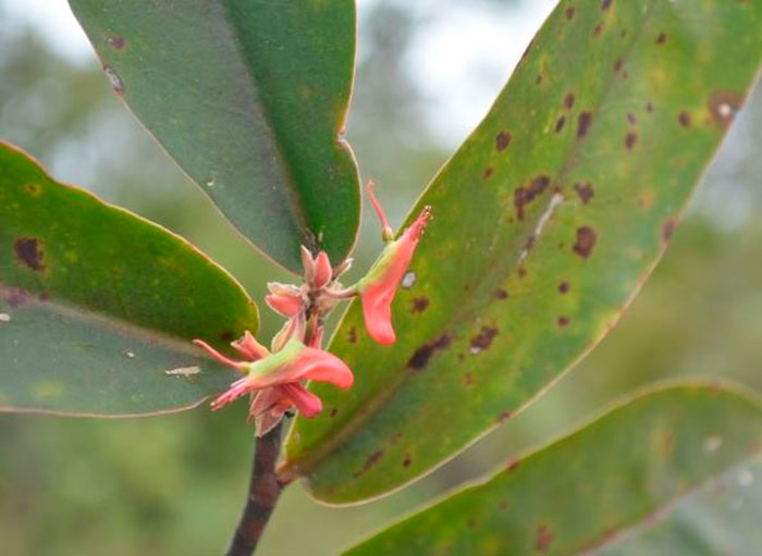 Рисунок - Педилантус Рисунок - Педилантус