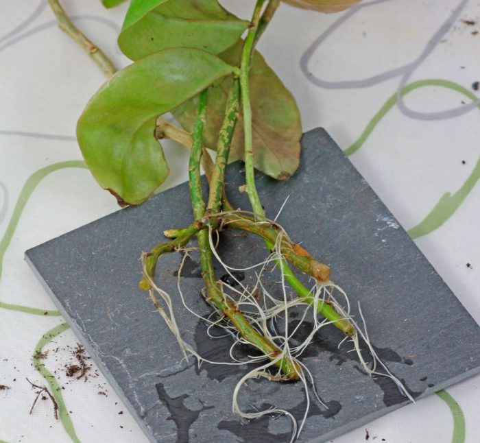 Рисунок - Переския Рисунок - Переския
