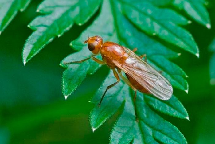 Рисунок - Петрушка Рисунок - Петрушка