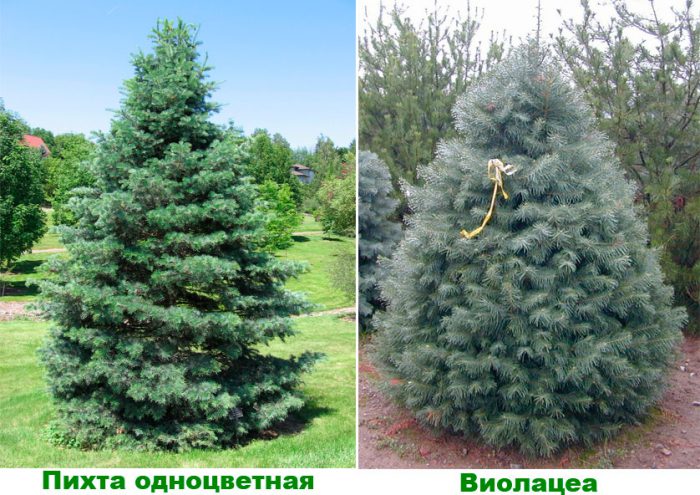 Рисунок - Пихта Рисунок - Пихта