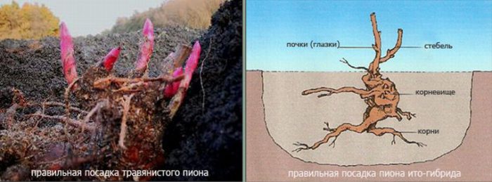 Рисунок - Пионы Рисунок - Пионы