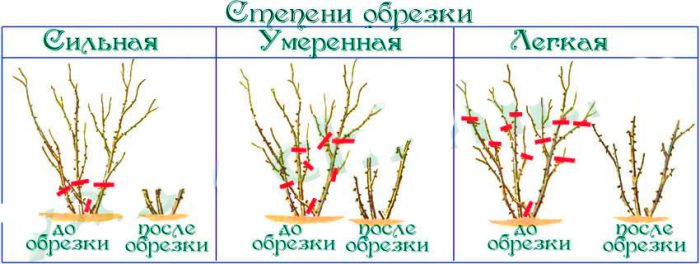 Рисунок - Плетистые розы Рисунок - Плетистые розы