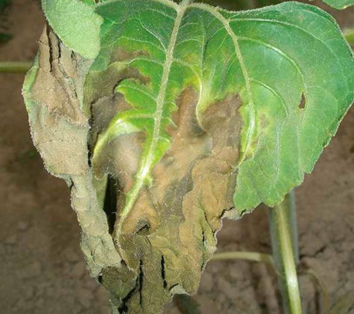 Рисунок - Подсолнечник Рисунок - Подсолнечник