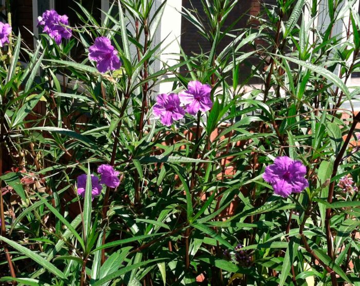 Рисунок - Руэллия