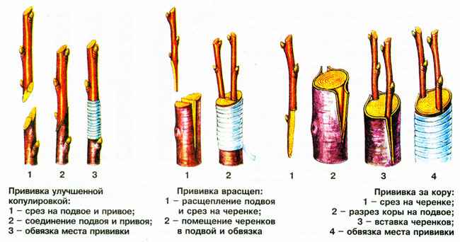 Рисунок - Слива