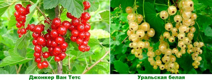 Рисунок - Смородина Рисунок - Смородина
