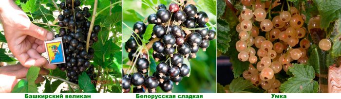 Рисунок - Смородина Рисунок - Смородина