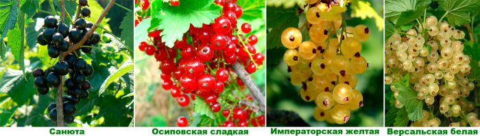 Рисунок - Смородина Рисунок - Смородина