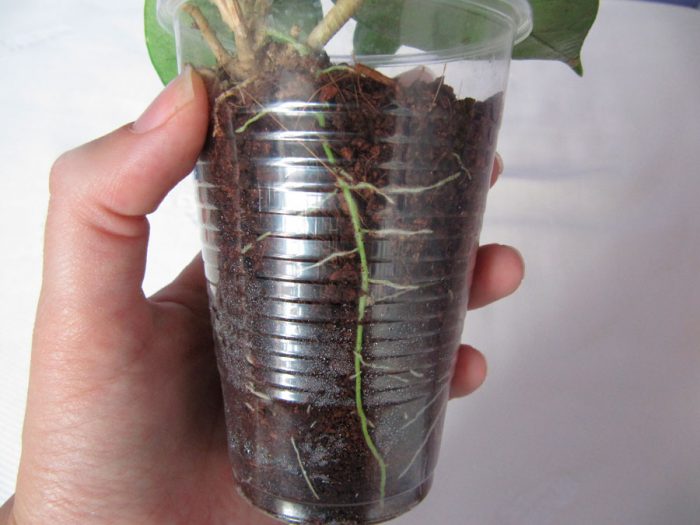 Рисунок - Стефанотис Рисунок - Стефанотис