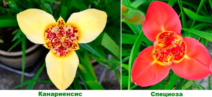 Рисунок - Тигридия Рисунок - Тигридия