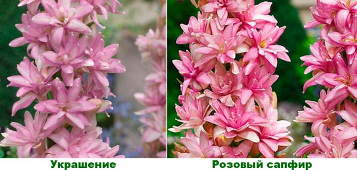 Рисунок - Тубероза (полиантес) Рисунок - Тубероза (полиантес)