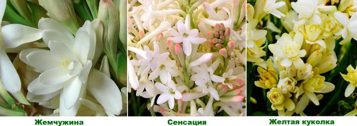 Рисунок - Тубероза (полиантес) Рисунок - Тубероза (полиантес)