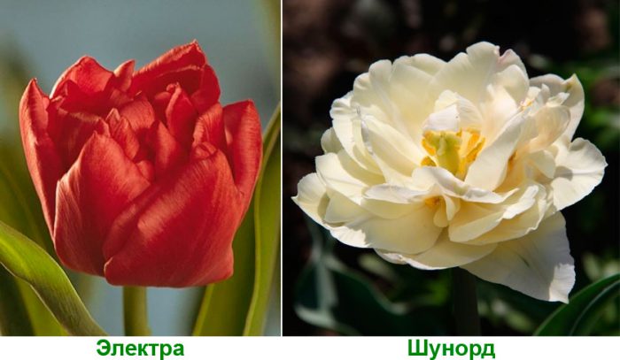 Рисунок - Тюльпаны