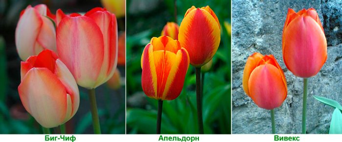 Рисунок - Тюльпаны