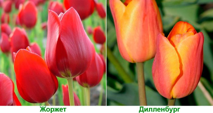 Рисунок - Тюльпаны