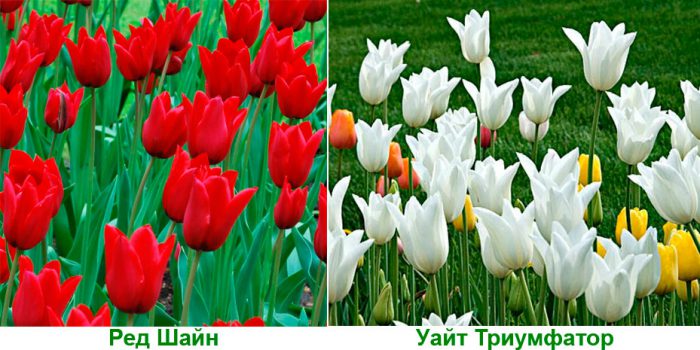 Рисунок - Тюльпаны