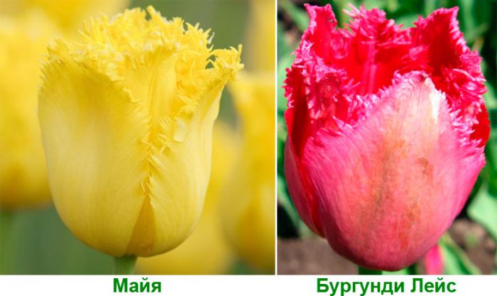 Рисунок - Тюльпаны