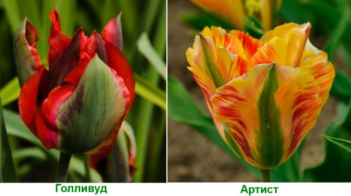 Рисунок - Тюльпаны