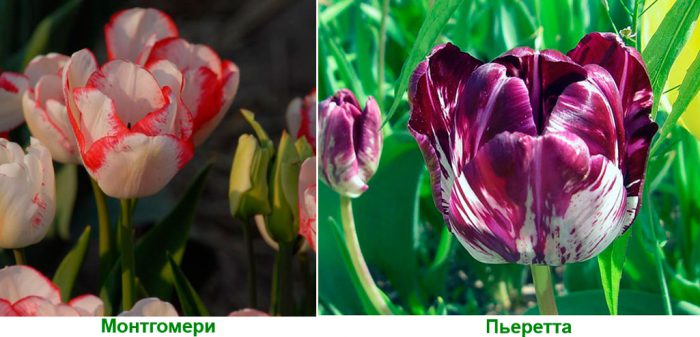 Рисунок - Тюльпаны