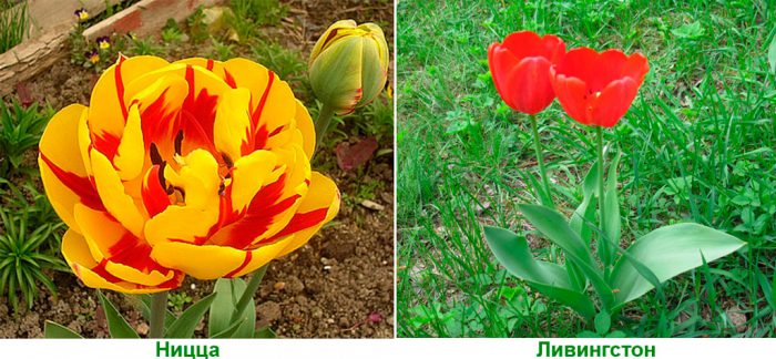 Рисунок - Тюльпаны