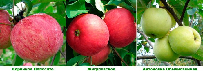 Рисунок - Яблоня Рисунок - Яблоня