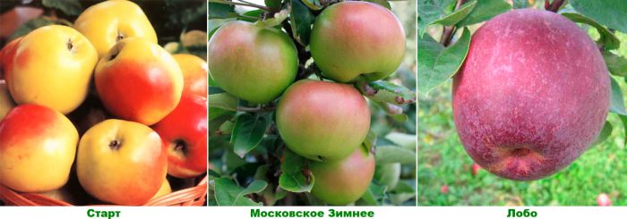 Рисунок - Яблоня Рисунок - Яблоня