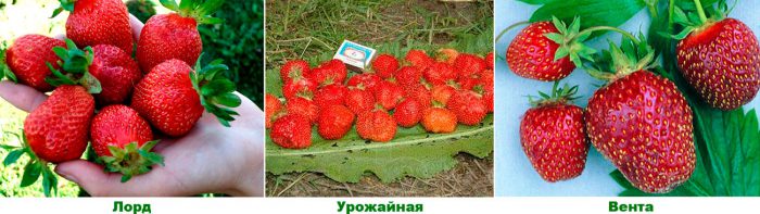 Рисунок - Земляника Рисунок - Земляника