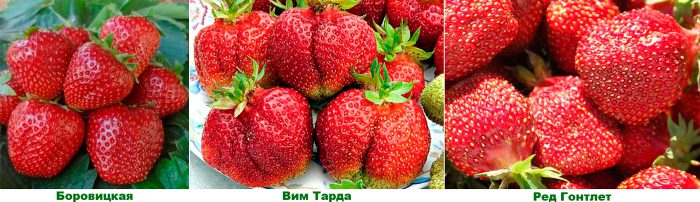 Рисунок - Земляника Рисунок - Земляника