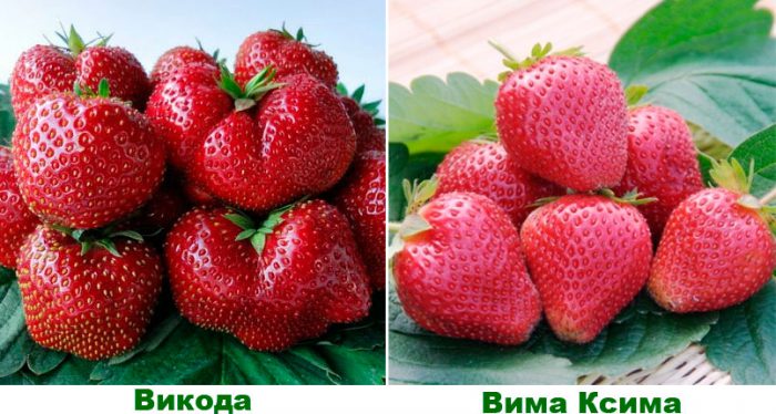 Рисунок - Земляника Рисунок - Земляника