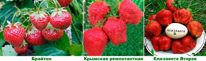 Рисунок - Земляника Рисунок - Земляника